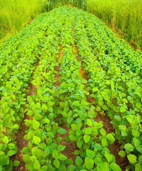 花生是粮食作物吗？它的营养价值和用途有哪些？