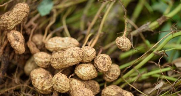 花生是粮食作物吗？它的营养价值和用途有哪些？