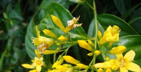 金蝉花的花语与其寓意（探寻金蝉花的神秘花语）