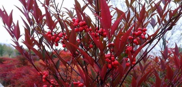 南天竹（一枝绿叶）