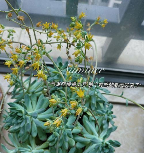 多肉开花的象征与意义(揭示多肉植物开花背后的寓意与象征) 多肉开花的象征与意义(揭示多肉植物开花背后的寓意与象征)