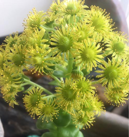 多肉开花的象征与意义(揭示多肉植物开花背后的寓意与象征)