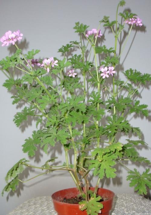 天竺葵种植时盆栽大小选择有讲究吗？如何确定合适的盆栽尺寸？