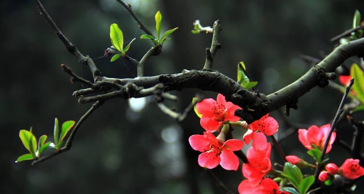 海棠花香味有毒吗？接触后需要注意什么？