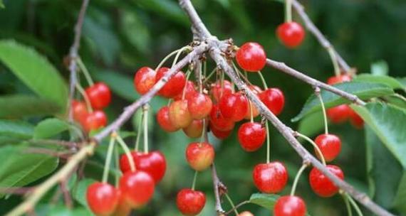 樱桃的象征意义（探索樱桃的寓意与文化内涵）