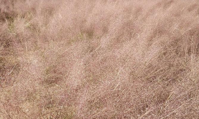 粉黛乱子草花语寓意与人生的启示（探索粉黛乱子草的花语）