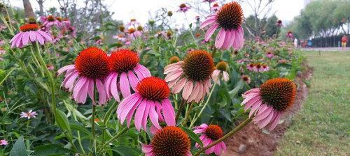 硫华菊开花时间是什么时候？花期能持续多久？