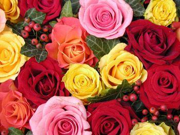 玫瑰花象征的意义与传统（解读玫瑰花的各种象征意义与文化传承）