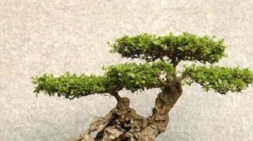 以黄荆盆景的风水寓意和摆放位置（探讨黄荆盆景的风水布局与摆放要领）