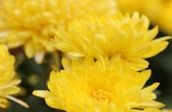 菊花的花语与象征意义(菊花之美与深层寓意)