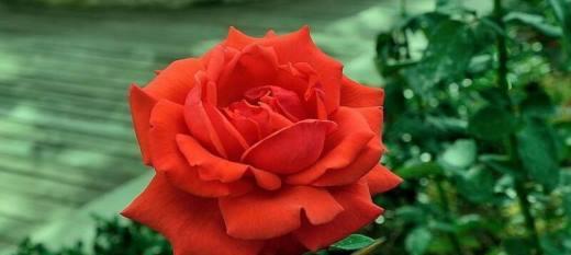 用色彩绽放的月季花花语（揭秘不同颜色月季花的心语与意义）