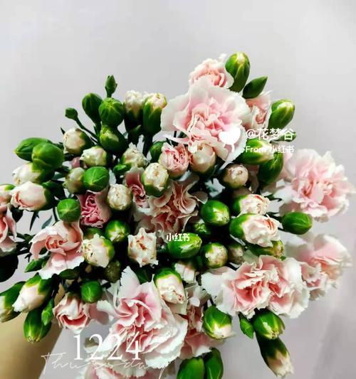 多头康乃馨的花语与寓意(探寻多头康乃馨传达的情感与祝福)