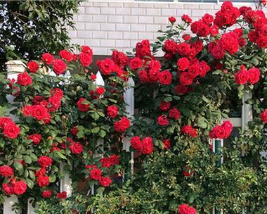 家里种爬藤月季风水好吗?如何正确种植以提升家居风水?