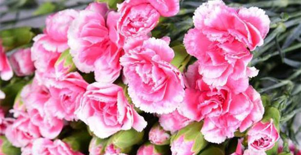 康乃馨花语与寓意（探究康乃馨的象征意义及文化背景）