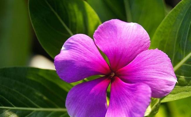 长春花之魅力与花语(长春花的寓意与传承)