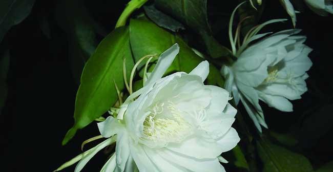 思念之花（探寻百合花语的深意）