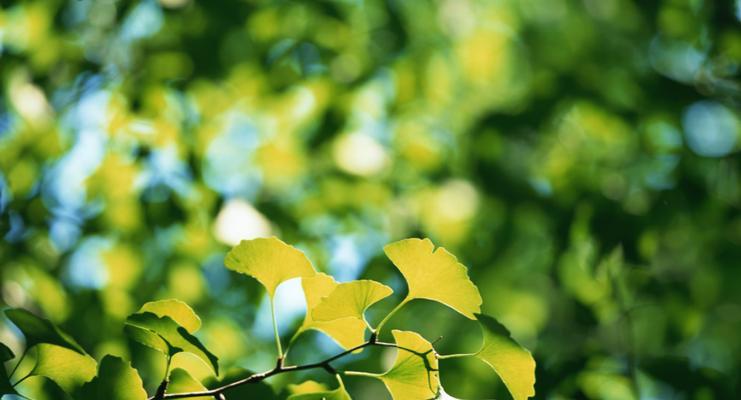 银杏属于双子叶植物吗？它的分类特征是什么？