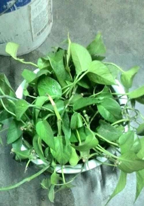 以心叶藤的花语和价值(探寻以心叶藤的深刻内涵和珍贵之处)