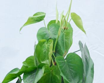 以心叶藤的花语和价值（探寻以心叶藤的深刻内涵和珍贵之处）