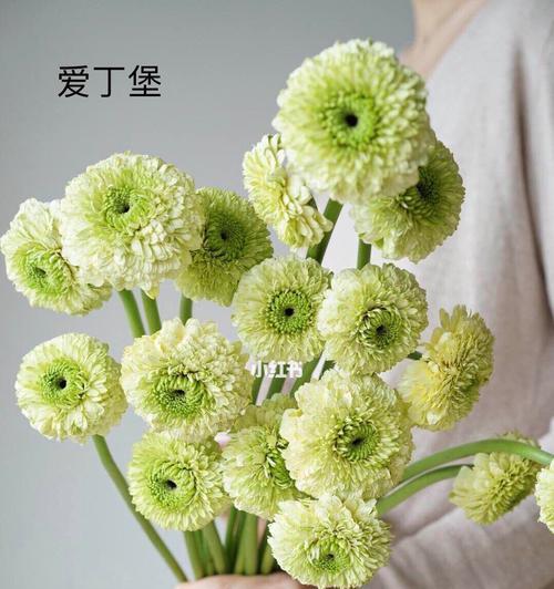 非洲菊花语与风水——寓意与布置家居的智慧(探索非洲菊花语的深意和运用风水学原理打造和谐生活环境)