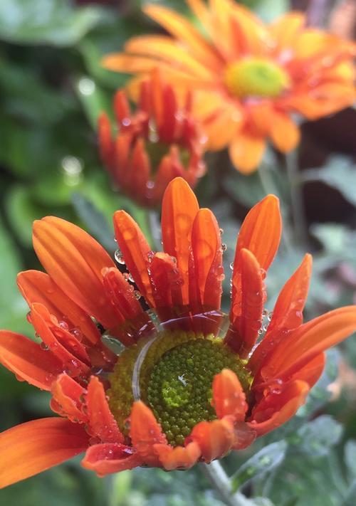 非洲菊花语与风水——寓意与布置家居的智慧（探索非洲菊花语的深意和运用风水学原理打造和谐生活环境）