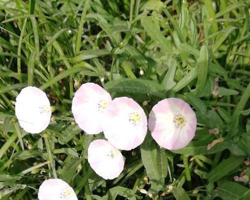 五叶草的花语——幸运与希望(透过五叶草的花语)