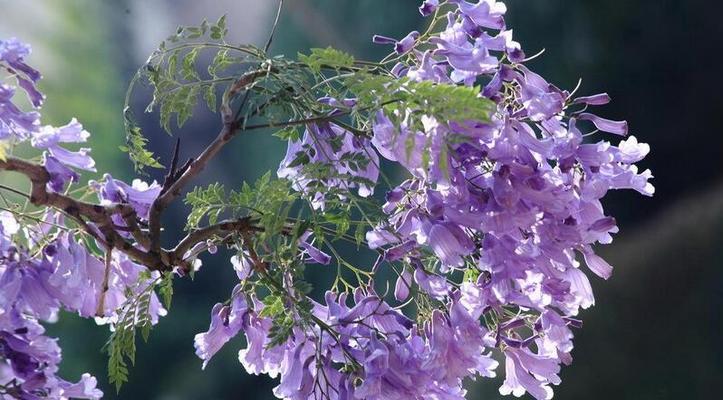 五叶草的花语——幸运与希望（透过五叶草的花语）