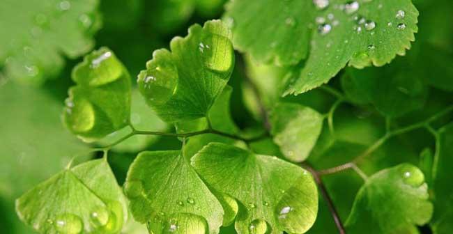 五叶草的花语——幸运与希望（透过五叶草的花语）