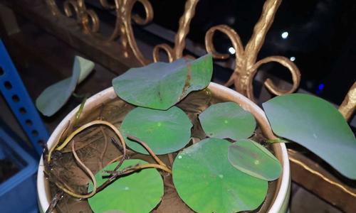 碗莲可以浇啤酒吗？这样做对植物有什么影响？