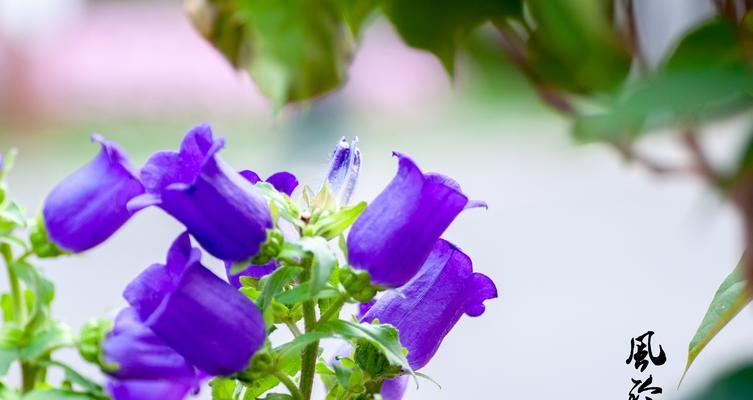 风铃花语与美好祝福（传递清新与希望的微风）