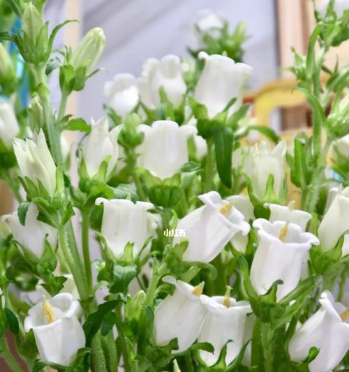 风铃花语与美好祝福(传递清新与希望的微风)