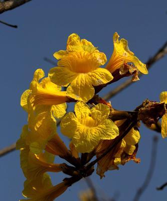 风铃花语与美好祝福（传递清新与希望的微风）