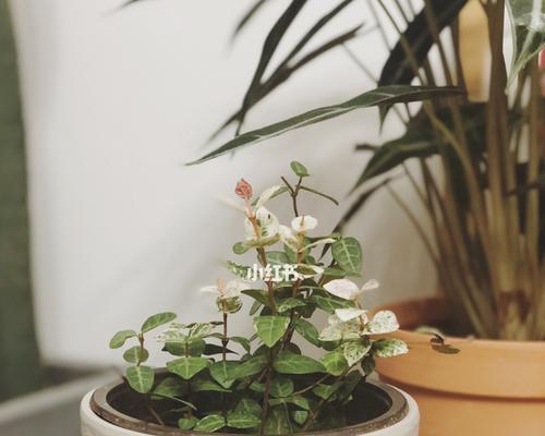 花叶络石，映现生命之美（以花叶络石寓意生活的繁华与坚韧）