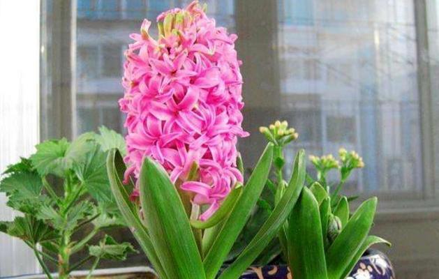 风信子通常在哪个季节开花?开花期持续多久?