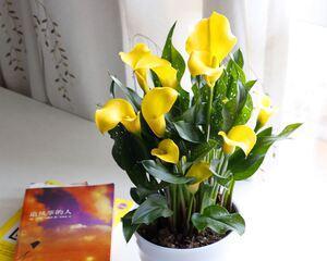 马蹄莲（探寻马蹄莲的寓意与生命之旅）