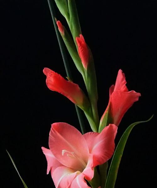 多彩唐菖蒲花语(五彩斑斓)