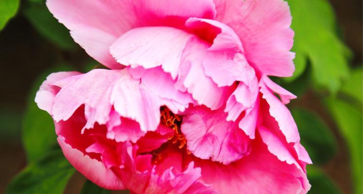 粉色牡丹花的象征意义（探索粉色牡丹花的寓意和传统文化内涵）