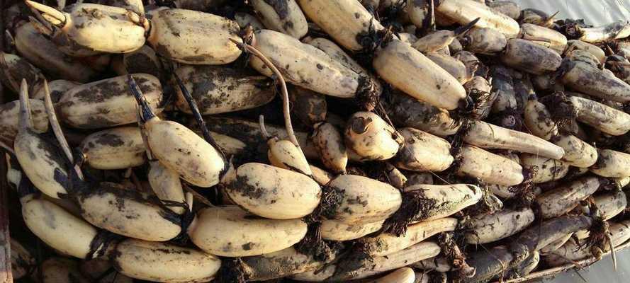 水桶种莲藕几月份种植最合适？如何确保莲藕生长良好？