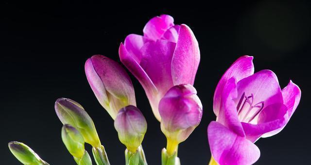 小苍兰花语的象征与寓意（探寻小苍兰的深意与美丽）