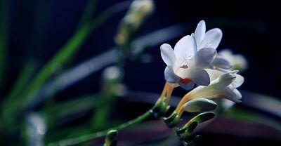 小苍兰花语的象征与寓意（探寻小苍兰的深意与美丽）