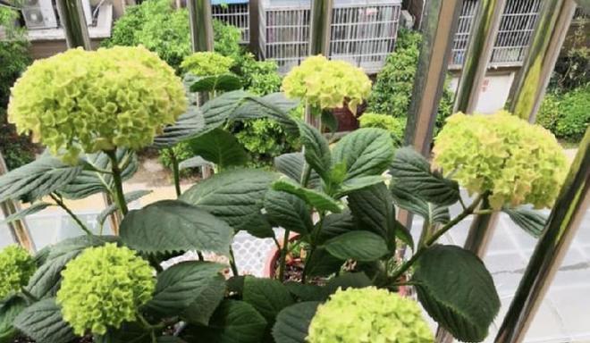 绣球花不开花只长叶子怎么办？如何解决？