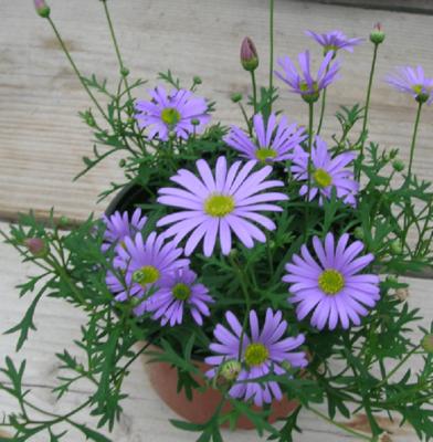 姬小菊一盆种几株最适宜？种植密度对生长有何影响？