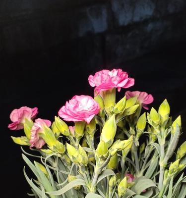 康乃馨有种子吗？如何正确播种和培育康乃馨？