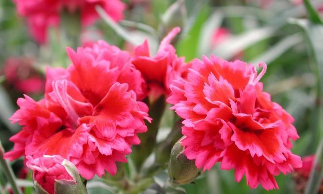 康乃馨有种子吗？如何正确播种和培育康乃馨？