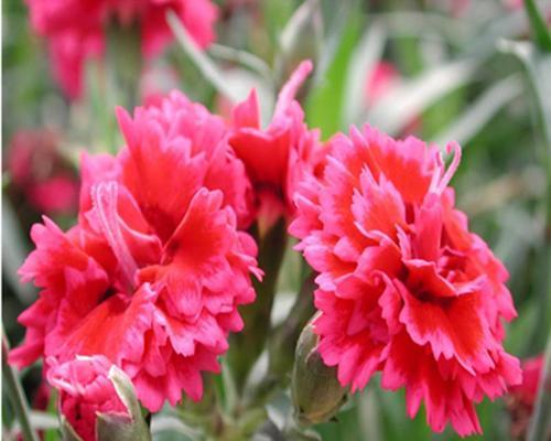 康乃馨有种子吗？如何正确播种和培育康乃馨？