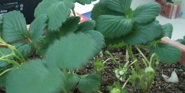 草莓开花不结果怎么办？如何提高坐果率？