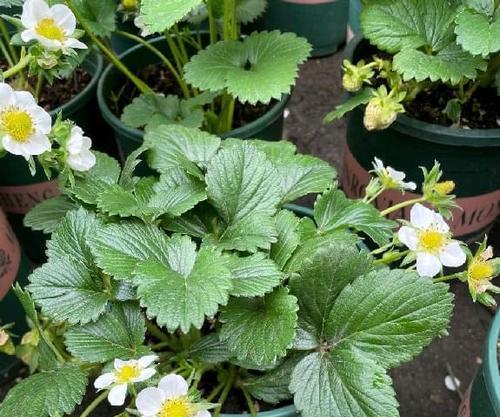 草莓开花不结果怎么办？如何提高坐果率？