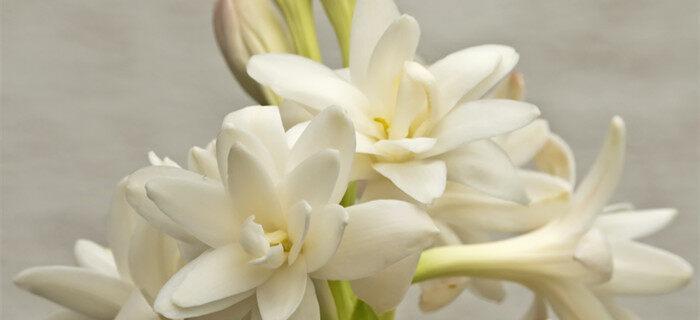 晚香玉花语的深刻意义（探究晚香玉花语背后的寓意与象征）