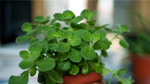 碰碰香属于草本植物吗？它有哪些特点？