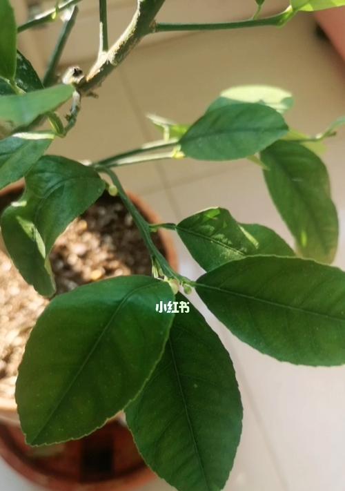 柠檬树冬天落叶正常吗？如何防止柠檬树冬天落叶？